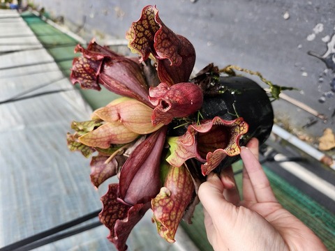 超希少❗️美株❗️交配種❗️アロカシア　グリーンユニコーン✨ miniature-japanese-garden-