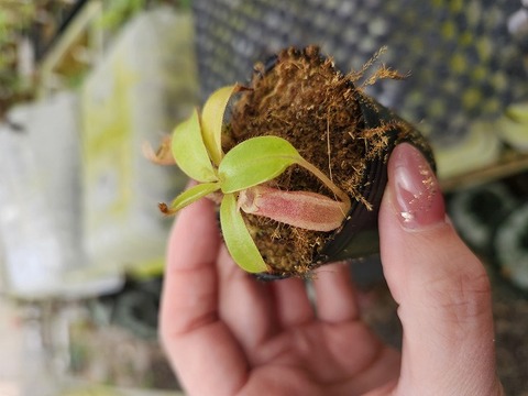 商品一覧 - Y's Exotics （山田食虫植物農園）