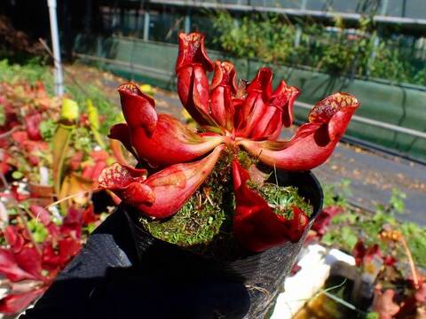 G886 S. purpurea ssp. var. ripicola CK
