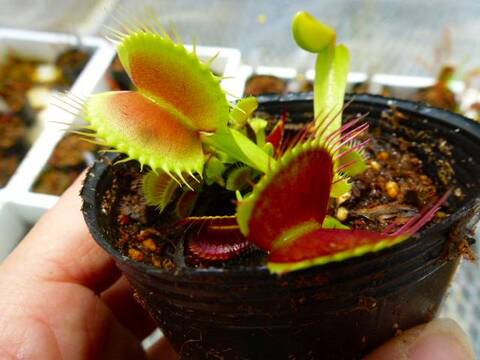 Dionaea muscipula（ディオネア/ハエトリソウ）の商品一覧