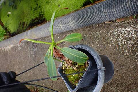 J556 1-3 N. petiolata No,2