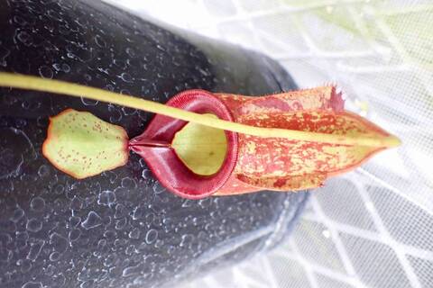 特③現品限り超特大な壺を持つネペンテス・ミランダ 特③現品限り超特大な壺を持つネペンテス・ミランダ