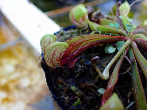 商品一覧 - Y's Exotics （山田食虫植物農園）