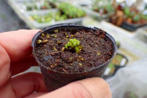 Dionaea muscipula（ハエトリソウ）の商品一覧 | Y's Exotics （山田
