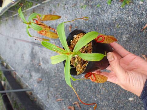 Y's Exotics （山田食虫植物農園）