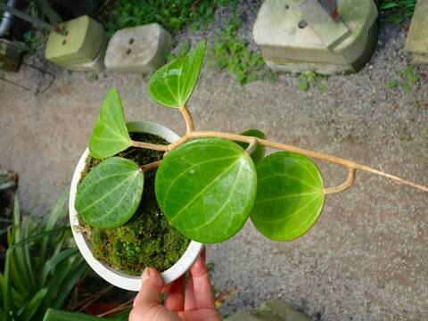 Y277 3-2 Hoya latifolia red Borneo, wild WP