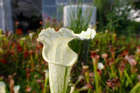 Sarracenia（サラセニア）の商品一覧 | Y's Exotics （山田食虫