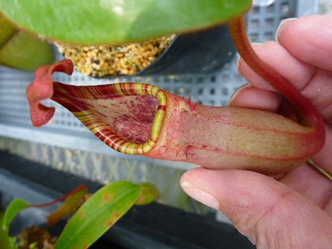 Nepenthes（ネペンテス/ウツボカズラ）の商品一覧 | Y's Exotics （山田食虫植物農園）