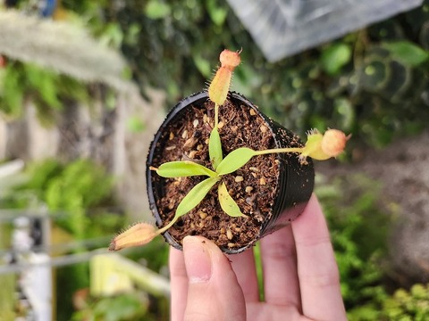 商品一覧 - Y's Exotics （山田食虫植物農園）