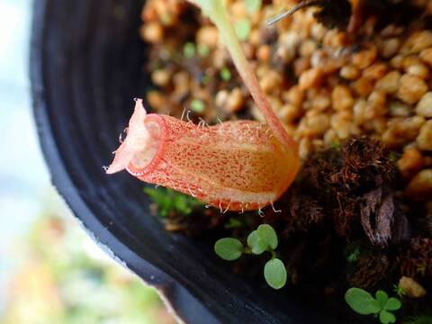 J532 5-3 N. Red Leopard (ventricosa squat xmaxima) EP