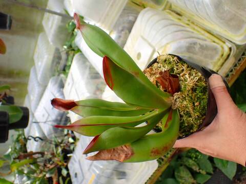 商品一覧 - Y's Exotics （山田食虫植物農園）