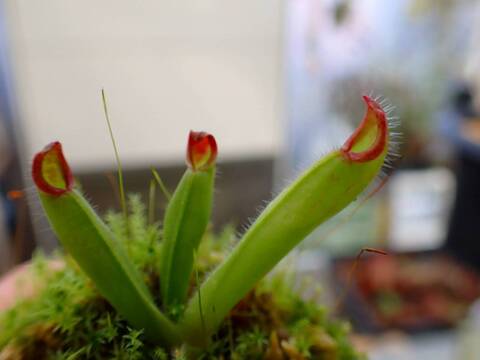 商品一覧 - Y's Exotics （山田食虫植物農園）