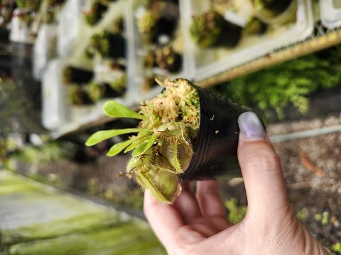 E118 1-2 Cephalotus follicularis CK