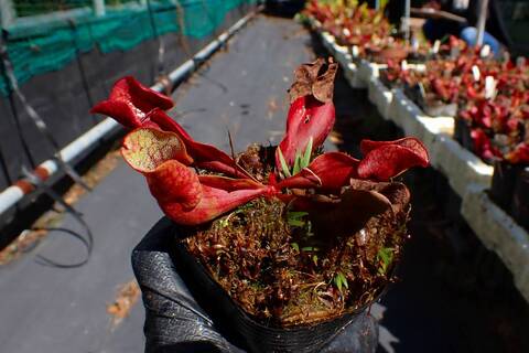 商品一覧 - Y's Exotics （山田食虫植物農園）