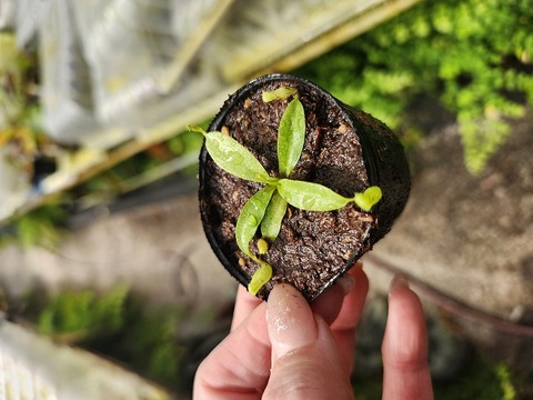 950_タイ産テングアゲハ 商品一覧 - Y's Exotics （山田食虫植物農園）