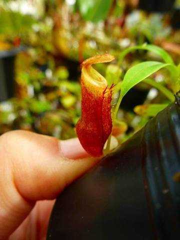 Nepenthes（ネペンテス/ウツボカズラ）の商品一覧 | Y's Exotics （山田食虫植物農園）