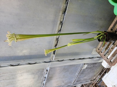Y501 2ura S. Hybrid Y's 