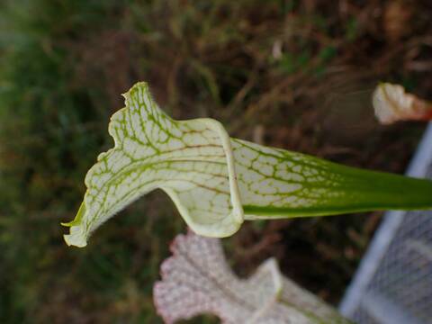 商品一覧 - Y's Exotics （山田食虫植物農園）