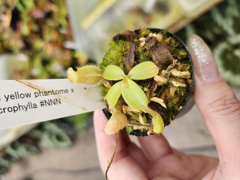 F.ファシクラータ 【国内実生苗】 Fouquieria fasciculata 実生約2年 4、5年もすれば昨日の
