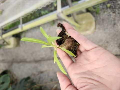 Y983 3-1 Myrmecodia tuberosa var. rumphii "Pupuan, Bali"