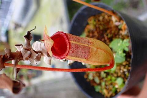 Nepenthes（ネペンテス/ウツボカズラ）の商品一覧 | Y's Exotics