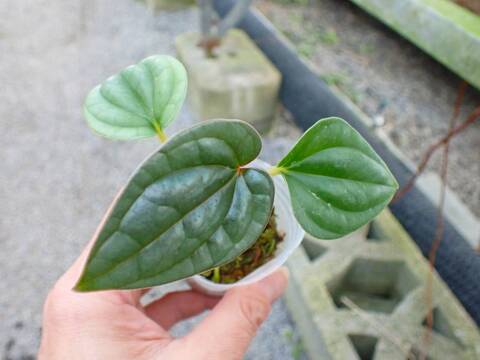 O623 3-1 Anthurium luxurians