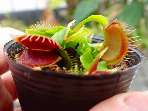 商品一覧 - Y's Exotics （山田食虫植物農園）