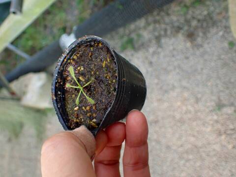 G909 3-1 D. capensis `Bains Kloof Pass' RSA DW
