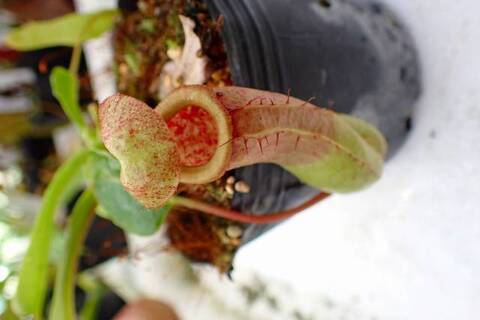 Nepenthes（ネペンテス/ウツボカズラ）の商品一覧 | Y's Exotics