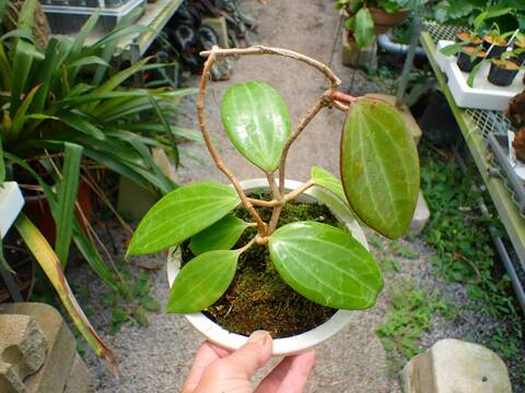Y483 3-2 Hoya latifolia red Borneo, wild WP