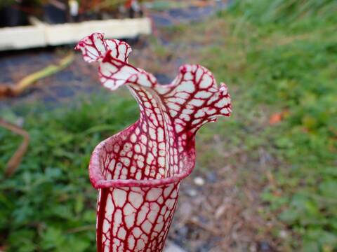 商品一覧 - Y's Exotics （山田食虫植物農園）