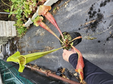 Sarracenia Hybrids（サラセニア交配種）の商品一覧 | Y's Exotics