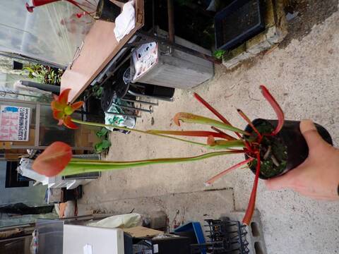 R169 1H S. minor var. okefenokeensis (90cm tall) Y's