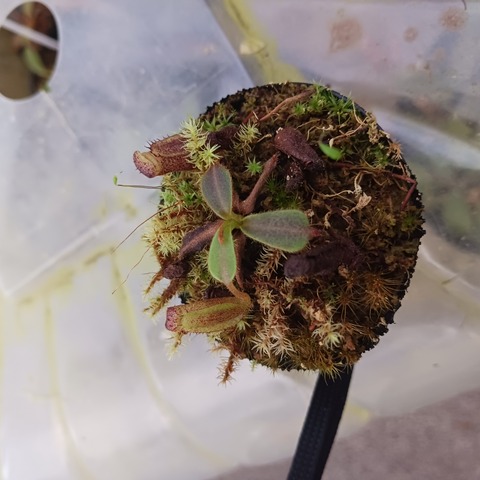 ネペンテス七種セット(宅急便発送) ネペンテス七種セット(宅急便発送) ネペンテス七種セット(宅急便発送