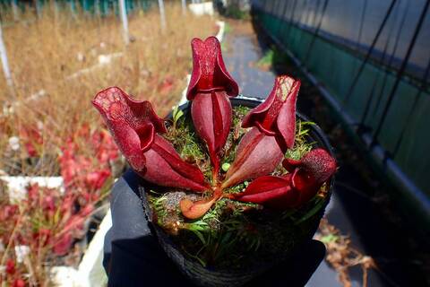 kautsky×sucrei ブラジル赤花ハイブリッド　珍品 コレクターズスペシャル(2018/11/23更新) – Air Plant Hub