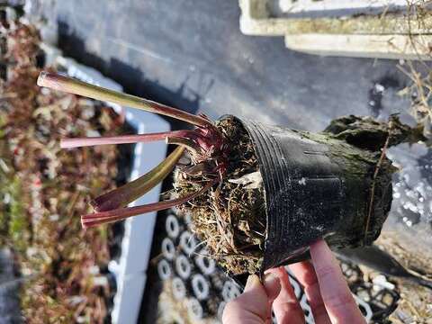 ハバネロ　FS ✖️ Portillae ハバネロ FS ✖️ Portillae Y's Exotics （山田食虫植物農園）