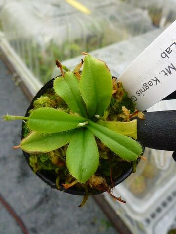 Y's Exotics （山田食虫植物農園）