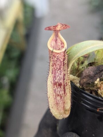 Nepenthes（ネペンテス/ウツボカズラ）の商品一覧 | Y's Exotics （山田食虫植物農園）