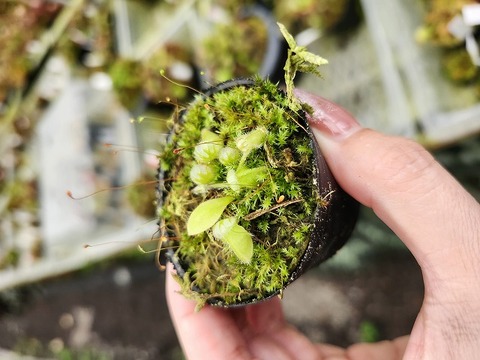 Cephalotus follicularis （セファロタス/フクロノユキノシタ