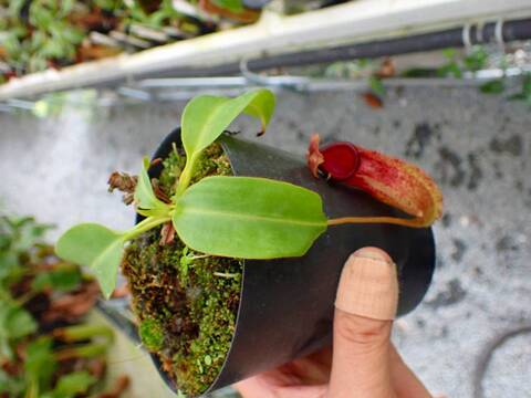 P209 5-3 N. xtrichocarpa red EP
