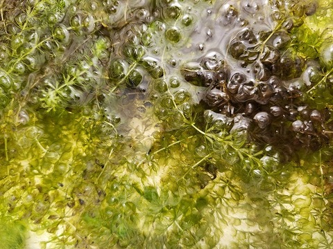 Y987 1-3 Aldrovanda vesiculosa 京都巨椋池系統