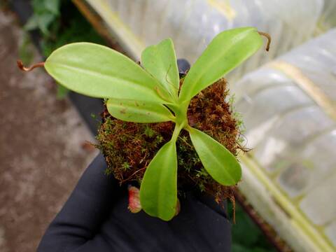 O603 1-4 N. undulatifolia x rajah #NNN