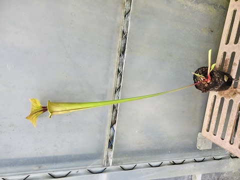 P124 2ura S. Hybrid Y's 