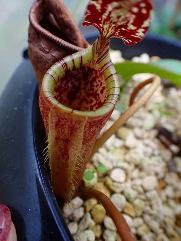 Nepenthes（ネペンテス/ウツボカズラ）の商品一覧 | Y's Exotics （山田食虫植物農園）