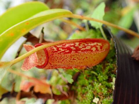 商品一覧 - Y's Exotics （山田食虫植物農園）