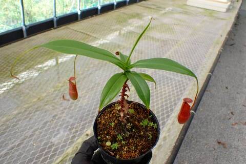 Y834 5-3 N. sp. phillipinence