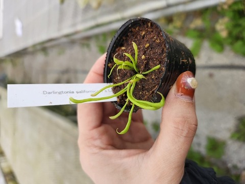 商品一覧 - Y's Exotics （山田食虫植物農園）