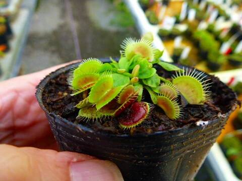 Dionaea ｍuscipula（ディオネア/ハエトリソウ）の商品一覧 | Y's Exotics （山田食虫植物農園）