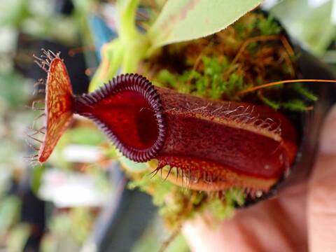 商品一覧 - Y's Exotics （山田食虫植物農園）