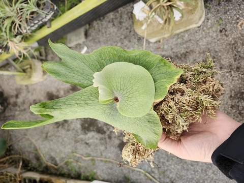 Y894 3-1 Platycerium wandae
